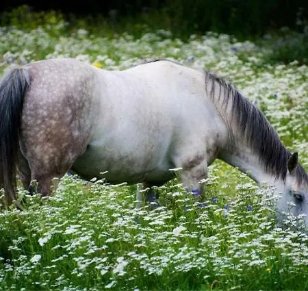 Hobiti Dom アパート *