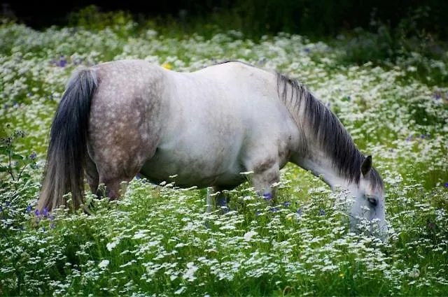 Hobiti Dom 아파트 *